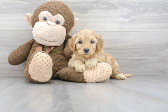 Mini Goldendoodle Pup Being Cute