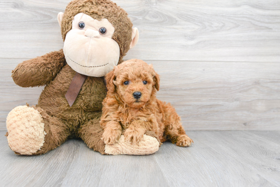 Meet Chanel - our Mini Goldendoodle Puppy Photo 1/3 - Premier Pups