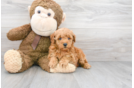 Meet Chanel - our Mini Goldendoodle Puppy Photo 1/3 - Premier Pups
