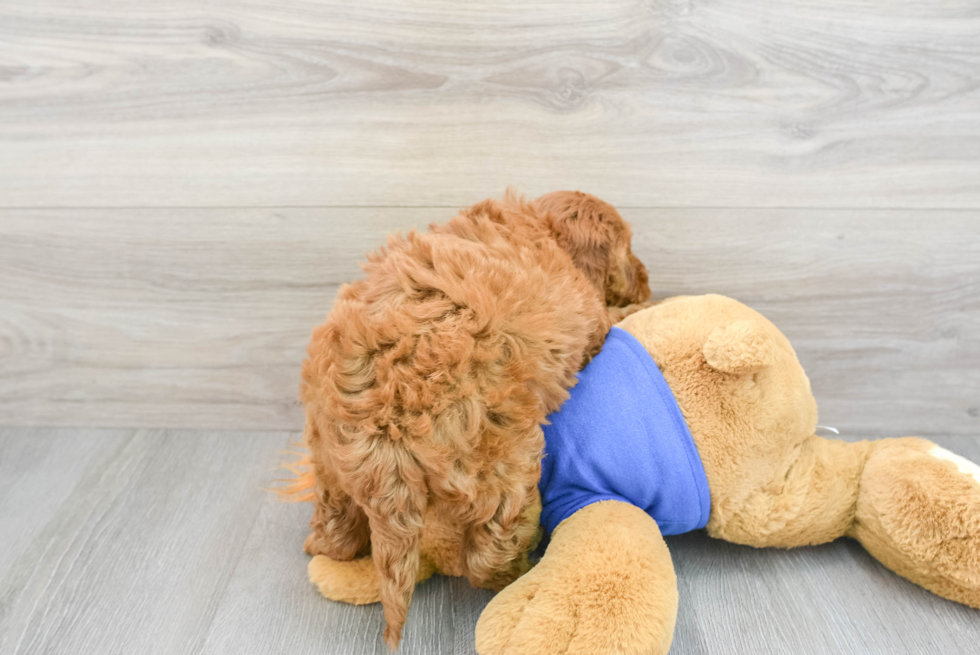 Cute Mini Goldendoodle Chardonnay: 6lb 6oz Doodle Puppy