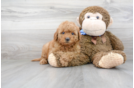 Meet Chardonnay - our Mini Goldendoodle Puppy Photo 1/3 - Premier Pups