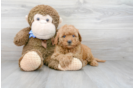 Meet Chardonnay - our Mini Goldendoodle Puppy Photo 2/3 - Premier Pups