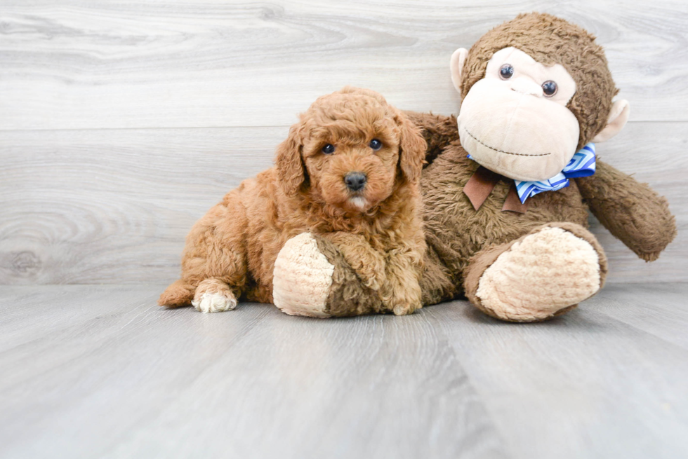 Meet Chardonnay - our Mini Goldendoodle Puppy Photo 2/3 - Premier Pups