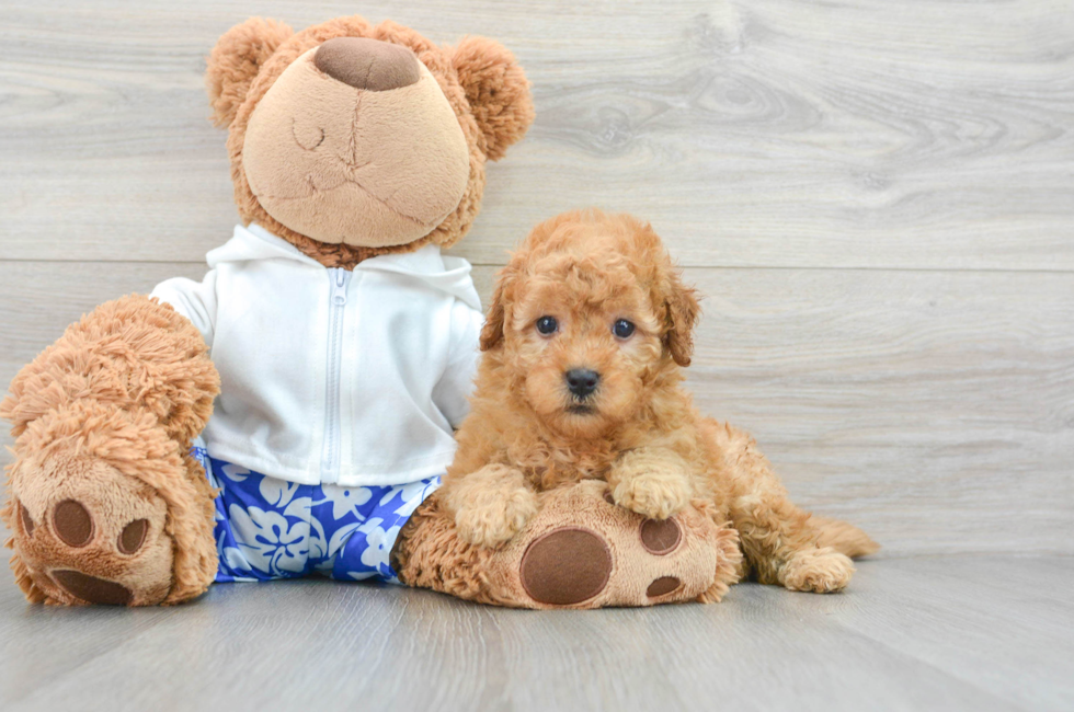 5 week old Mini Goldendoodle Puppy For Sale - Premier Pups