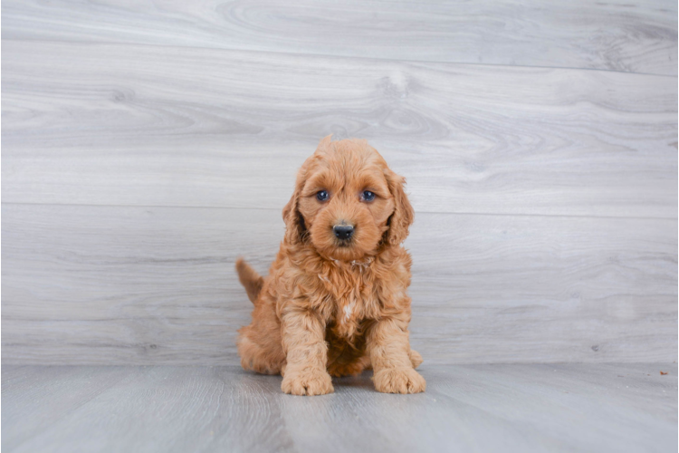 F1B MINI GOLDENDOODLE PUPPY