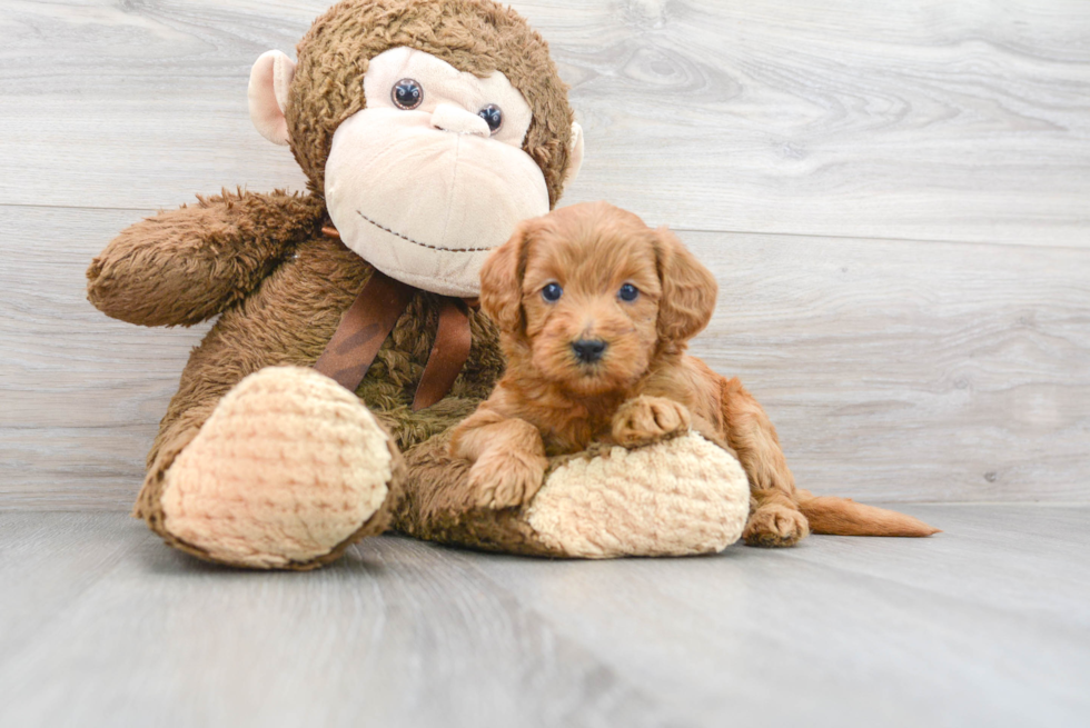 Meet Charlotte - our Mini Goldendoodle Puppy Photo 1/3 - Premier Pups