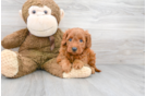 Meet Charlotte - our Mini Goldendoodle Puppy Photo 2/3 - Premier Pups