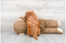 Meet Charlotte - our Mini Goldendoodle Puppy Photo 3/3 - Premier Pups