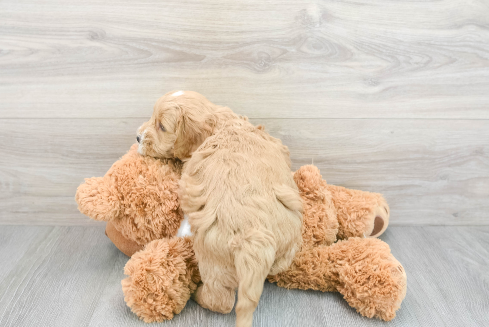 Cute Mini Goldendoodle Cody: 9lb 10oz Doodle Puppy