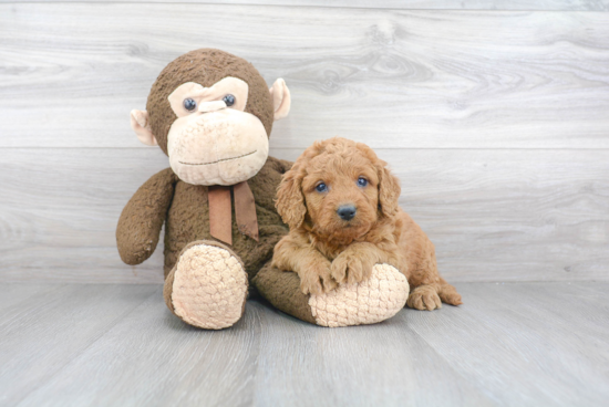 Hypoallergenic Golden Retriever Poodle Mix Puppy