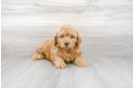 Meet Cody - our Mini Goldendoodle Puppy Photo 1/3 - Premier Pups