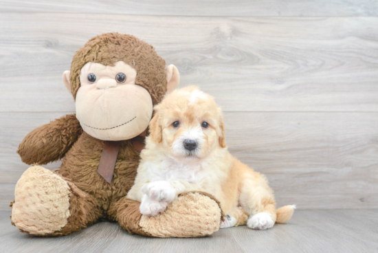 Energetic Golden Retriever Poodle Mix Puppy