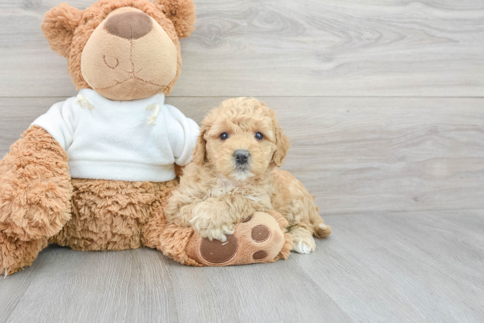 Adorable Mini Goldendoodle Connie: 5lb 11oz Doodle Puppy