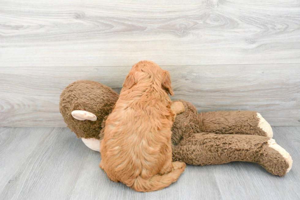 Friendly Mini Goldendoodle Baby