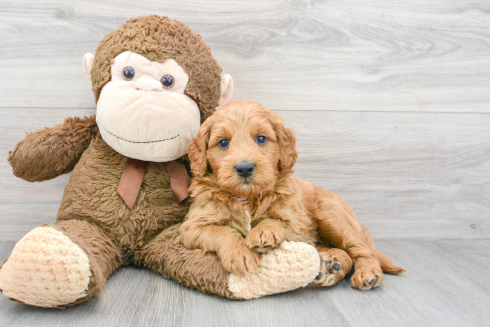 Mini Goldendoodle Pup Being Cute