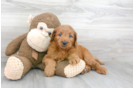 Meet Corey - our Mini Goldendoodle Puppy Photo 2/3 - Premier Pups