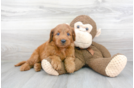 Meet Corey - our Mini Goldendoodle Puppy Photo 1/3 - Premier Pups