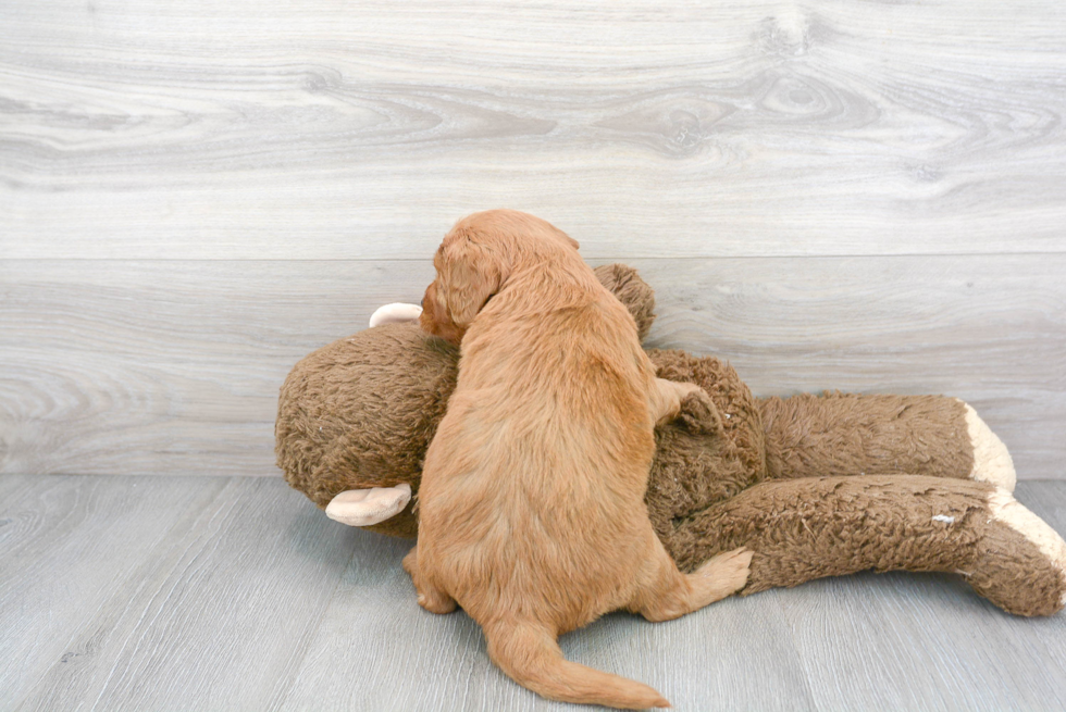 Smart Mini Goldendoodle Poodle Mix Pup