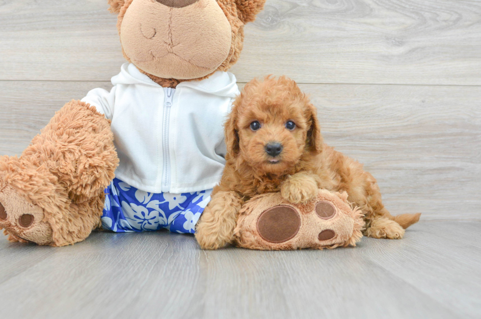 5 week old Mini Goldendoodle Puppy For Sale - Premier Pups