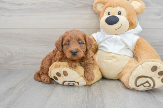 Standard, Toy & Mini: Goldendoodle Difference - Premier Pups - Premier Pups