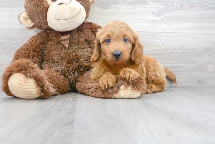 Meet Denny - our Mini Goldendoodle Puppy Photo 1/2 - Premier Pups