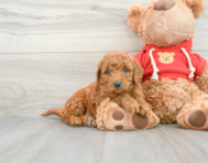 7 week old Mini Goldendoodle Puppy For Sale - Premier Pups