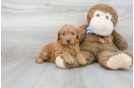 Meet Diva - our Mini Goldendoodle Puppy Photo 2/3 - Premier Pups