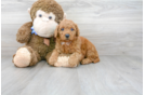 Meet Diva - our Mini Goldendoodle Puppy Photo 1/3 - Premier Pups