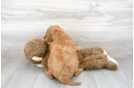 Meet Diva - our Mini Goldendoodle Puppy Photo 3/3 - Premier Pups