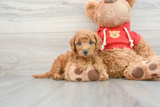 Mini Goldendoodle Pup Being Cute