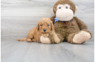 Meet Donato - our Mini Goldendoodle Puppy Photo 1/3 - Premier Pups