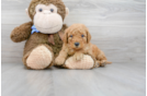 Meet Donato - our Mini Goldendoodle Puppy Photo 2/3 - Premier Pups
