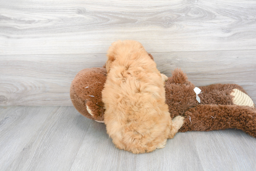 Meet Donato - our Mini Goldendoodle Puppy Photo 3/3 - Premier Pups