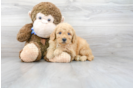 Meet Dre - our Mini Goldendoodle Puppy Photo 1/3 - Premier Pups
