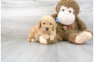 Meet Dre - our Mini Goldendoodle Puppy Photo 2/3 - Premier Pups