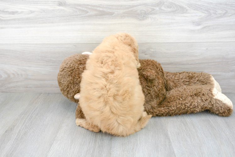 Meet Dre - our Mini Goldendoodle Puppy Photo 3/3 - Premier Pups