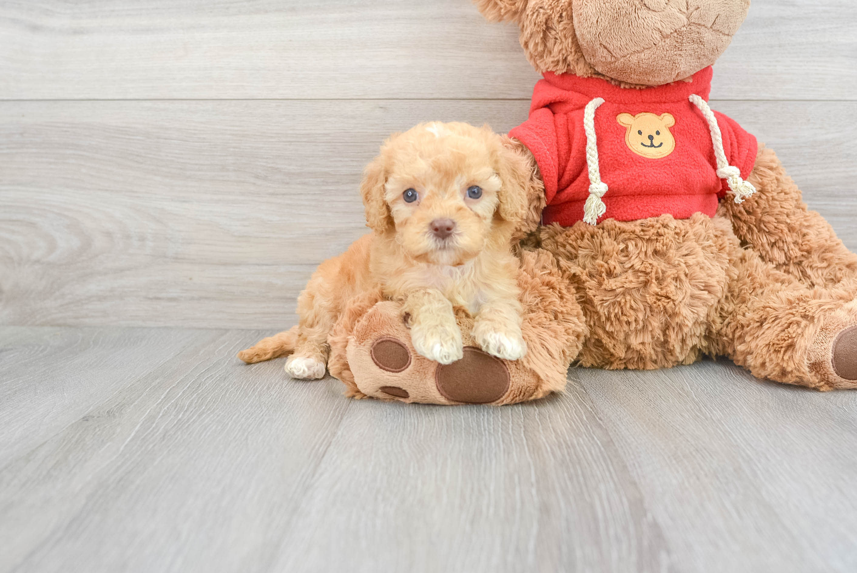 Toy poodle mixed with golden outlet retriever