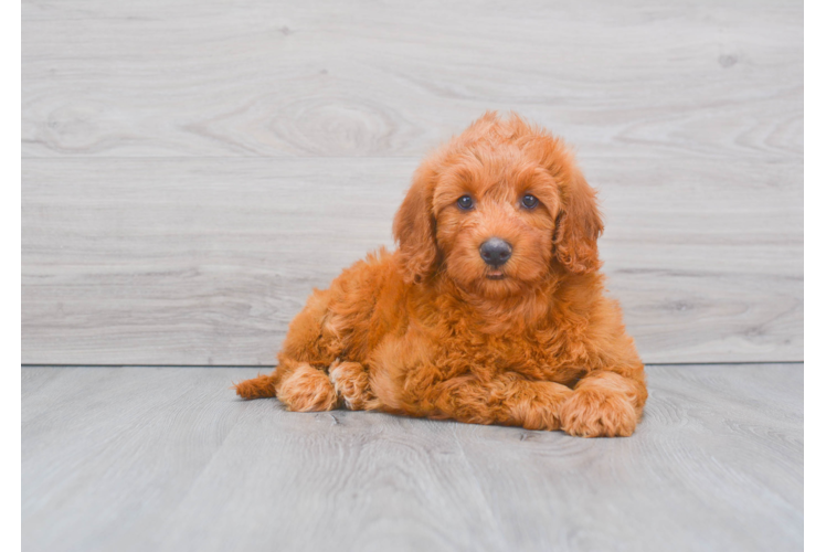 Sweet Mini Goldendoodle Vera 7lb 15oz Doodle Puppy