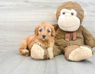 6 week old Mini Goldendoodle Puppy For Sale - Premier Pups