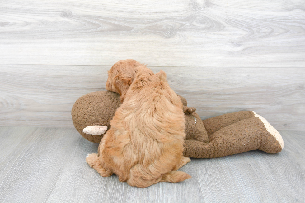 Meet Fiona - our Mini Goldendoodle Puppy Photo 3/3 - Premier Pups