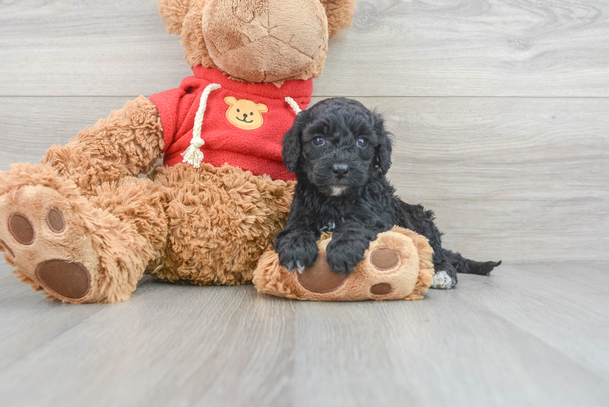 Cute Mini Goldendoodle Flo: 3lb 10oz Doodle Puppy