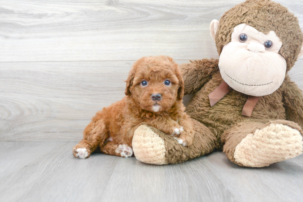 Meet Flo - our Mini Goldendoodle Puppy Photo 2/3 - Premier Pups