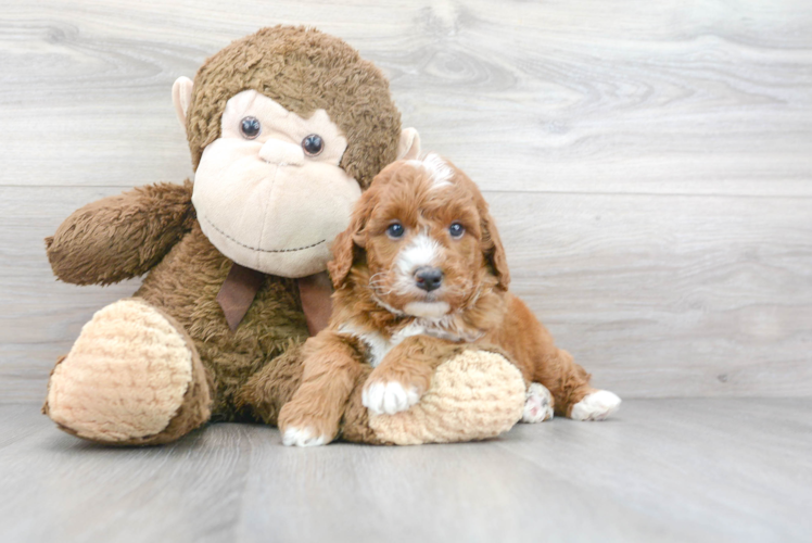 Meet Fonzie - our Mini Goldendoodle Puppy Photo 1/3 - Premier Pups