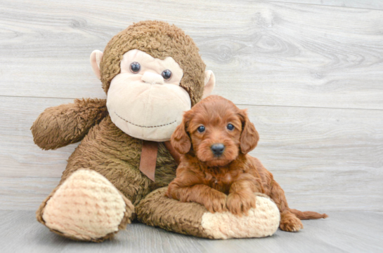 Friendly Mini Goldendoodle Baby