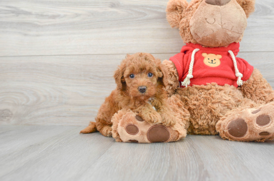 Best Mini Goldendoodle Baby