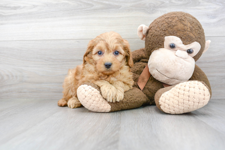 Meet Francesca - our Mini Goldendoodle Puppy Photo 1/3 - Premier Pups
