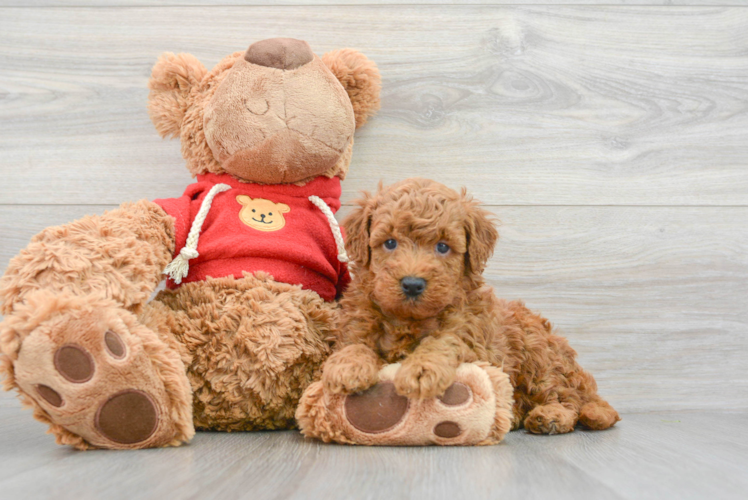 Mini Goldendoodle Puppy for Adoption
