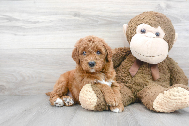 Meet Freddy - our Mini Goldendoodle Puppy Photo 1/3 - Premier Pups