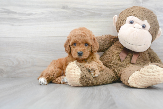 Best Mini Goldendoodle Baby