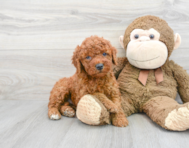 8 week old Mini Goldendoodle Puppy For Sale - Premier Pups